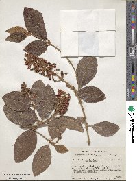 Byrsonima crassifolia image