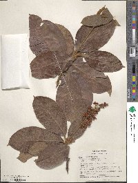 Byrsonima crassifolia image