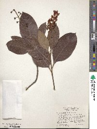 Byrsonima crassifolia image