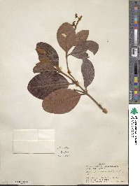 Byrsonima crassifolia image