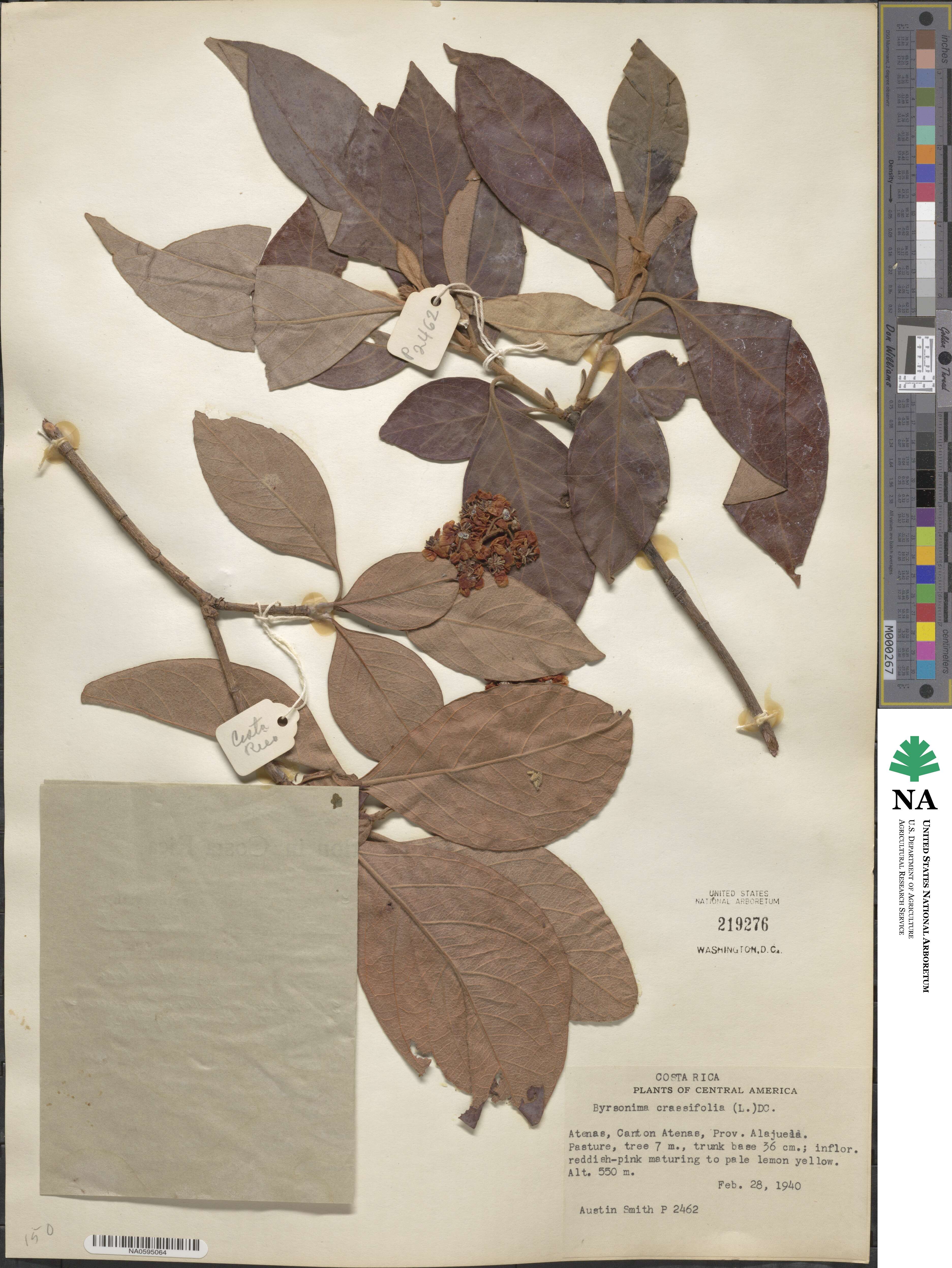 Byrsonima crassifolia image