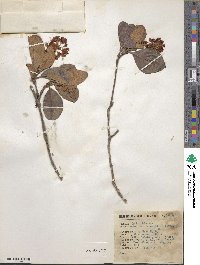 Byrsonima crassifolia image