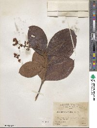 Byrsonima crassifolia image