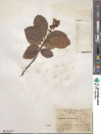 Byrsonima crassifolia image