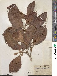 Byrsonima crassifolia image