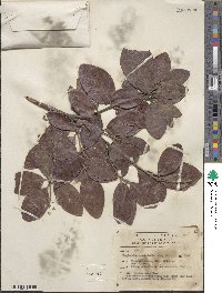 Byrsonima crassifolia image