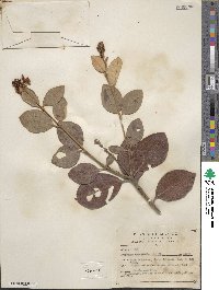 Byrsonima crassifolia image