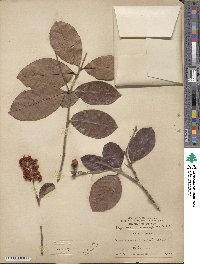 Byrsonima crassifolia image