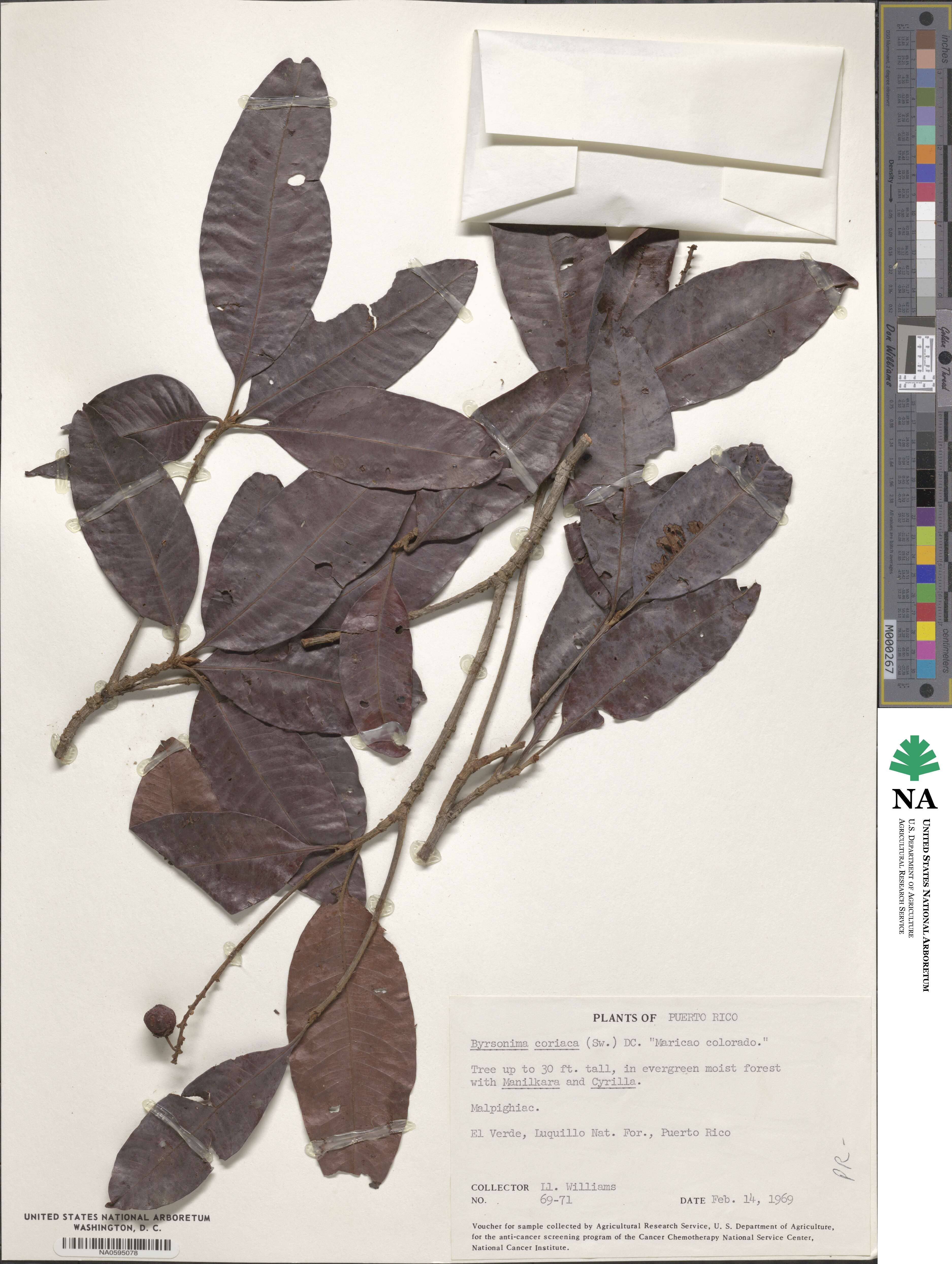 Byrsonima crassifolia image