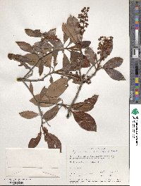 Byrsonima crassifolia image