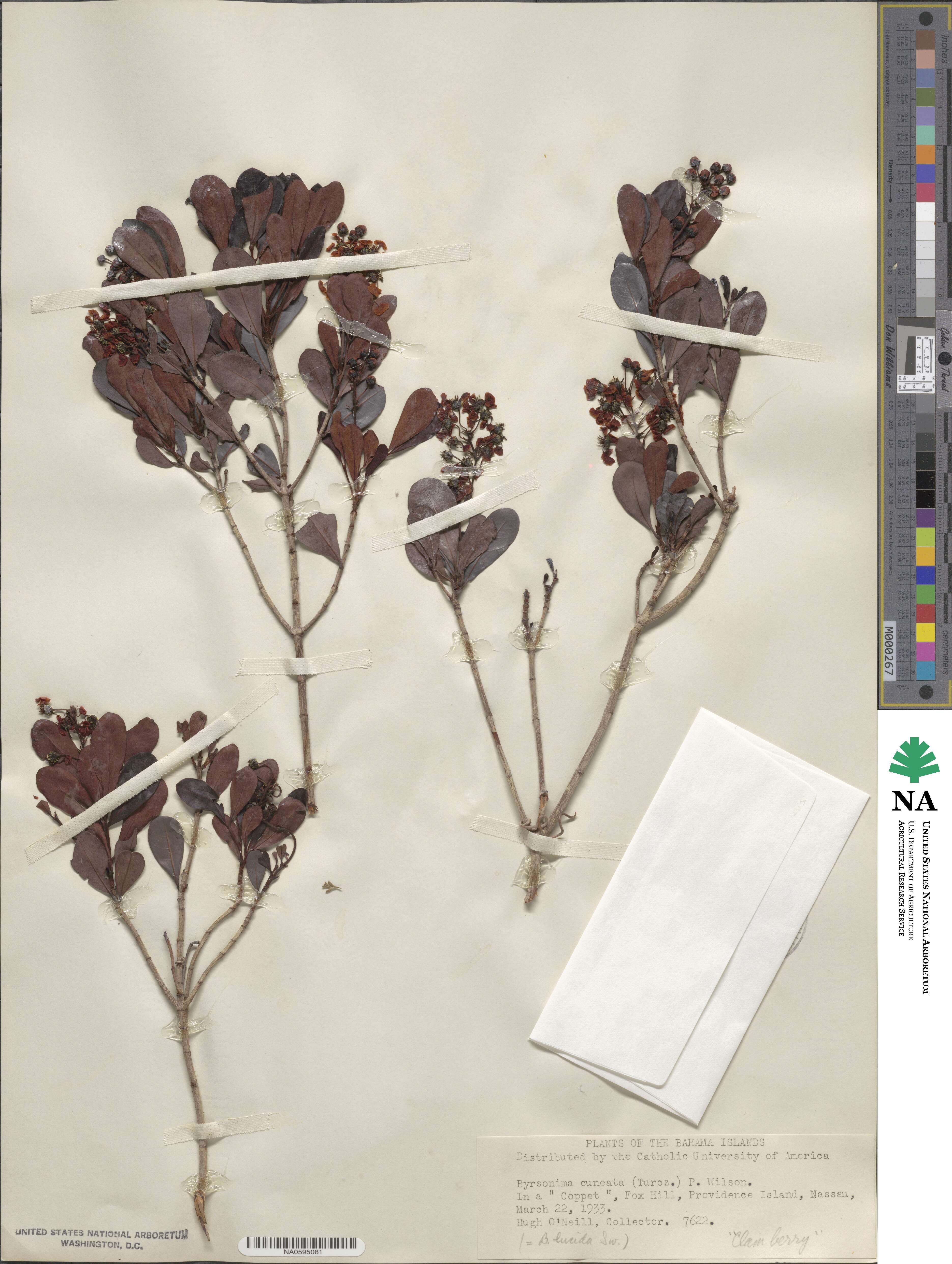 Byrsonima lucida image