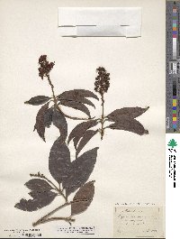 Byrsonima spicata image