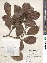 Byrsonima crassifolia image