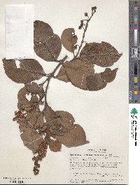 Byrsonima crassifolia image