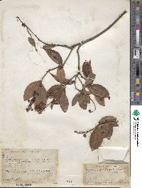 Byrsonima crassifolia image