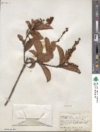 Byrsonima crassifolia image