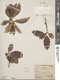 Byrsonima crassifolia image