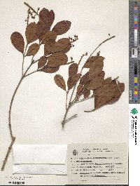 Byrsonima ligustrifolia image