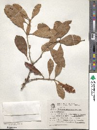 Image of Byrsonima cydoniifolia