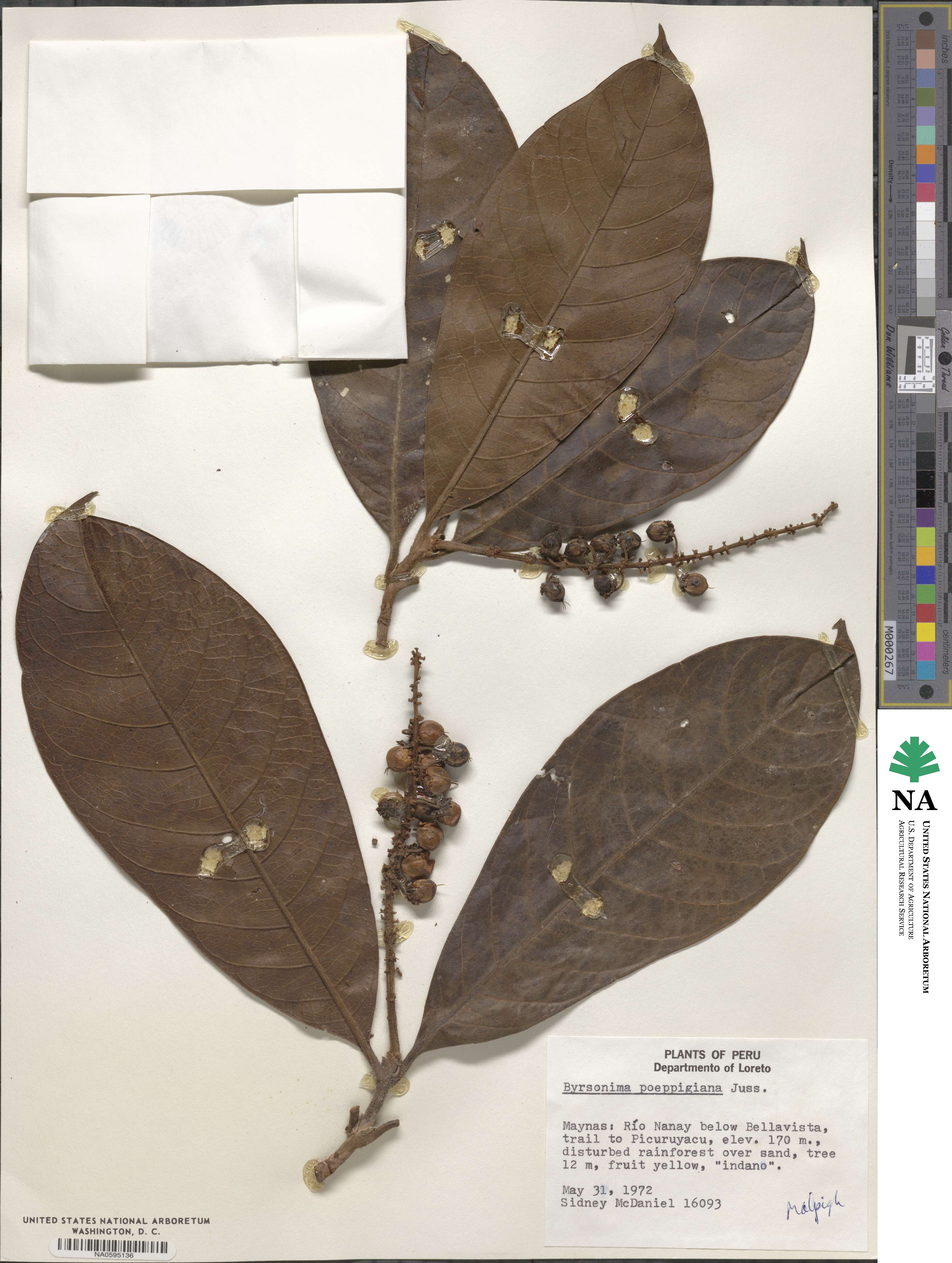 Byrsonima poeppigiana image