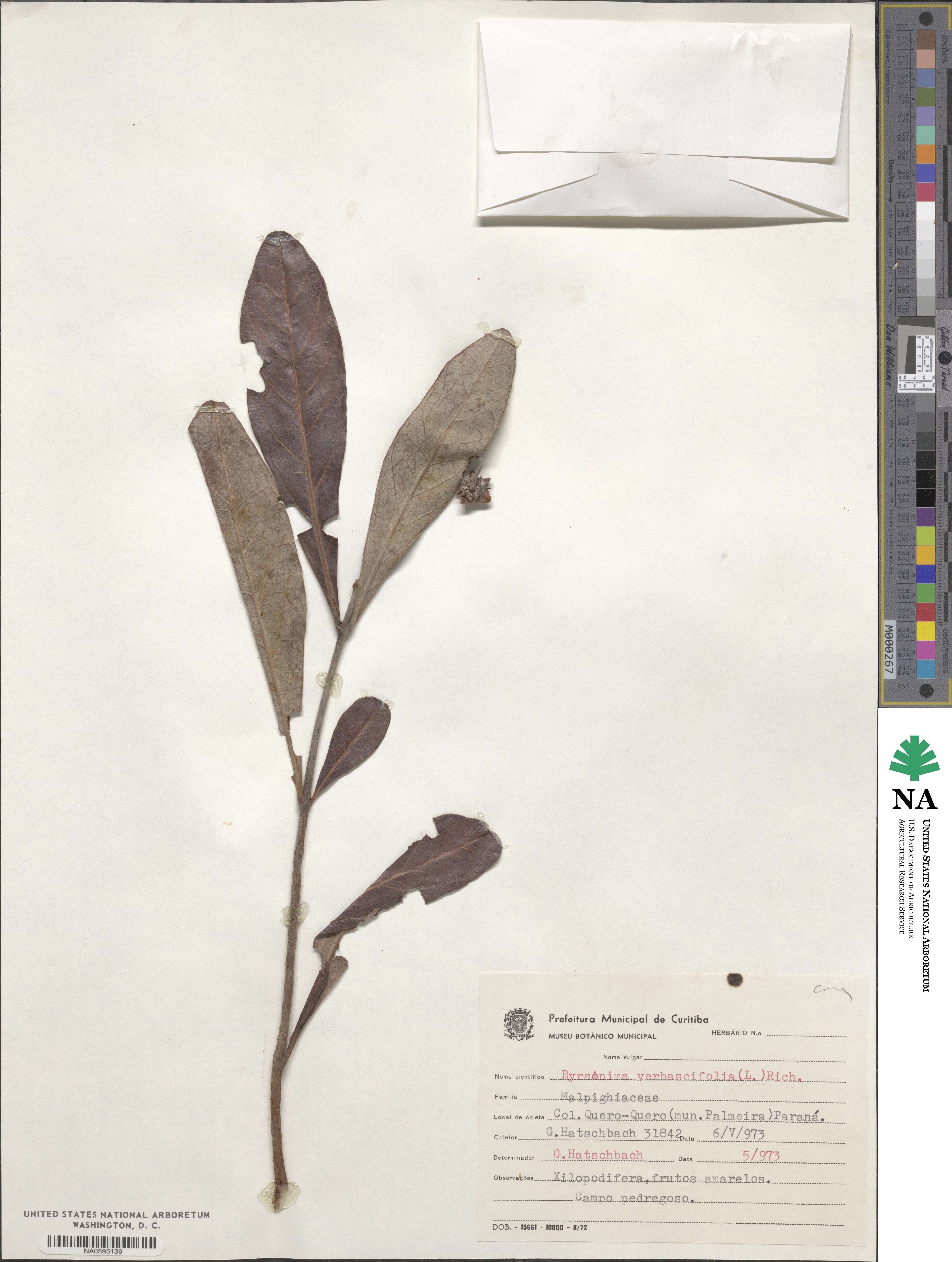 Byrsonima verbascifolia image