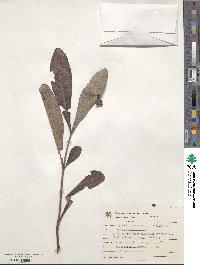 Byrsonima verbascifolia image