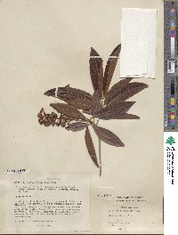 Byrsonima crassifolia image