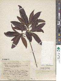 Byrsonima crassifolia image