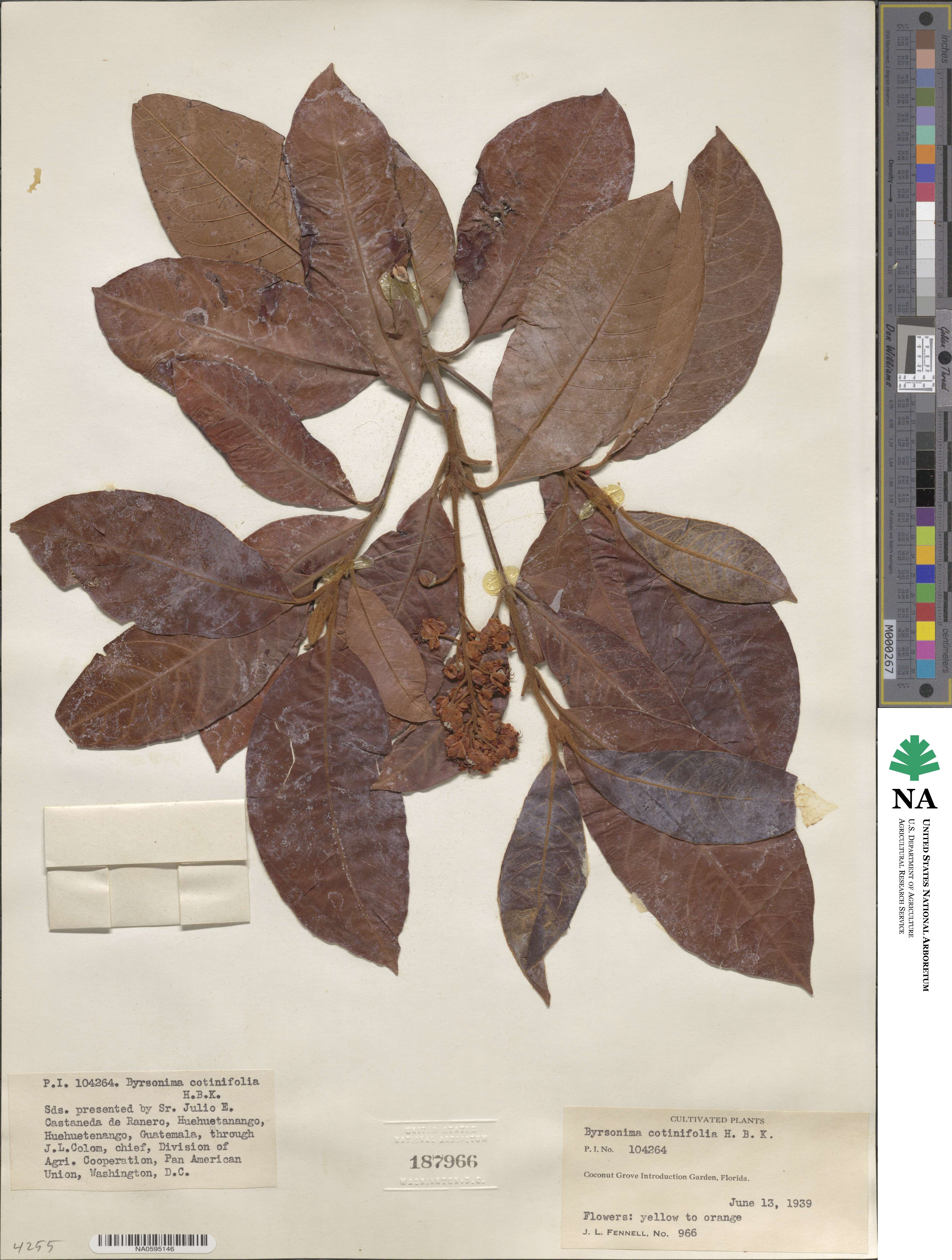 Byrsonima cotinifolia image