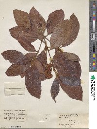 Image of Byrsonima cotinifolia