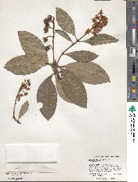 Byrsonima crassifolia image