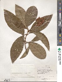 Byrsonima crassifolia image