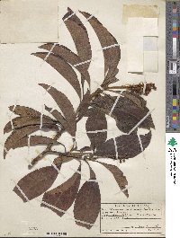 Byrsonima crassifolia image