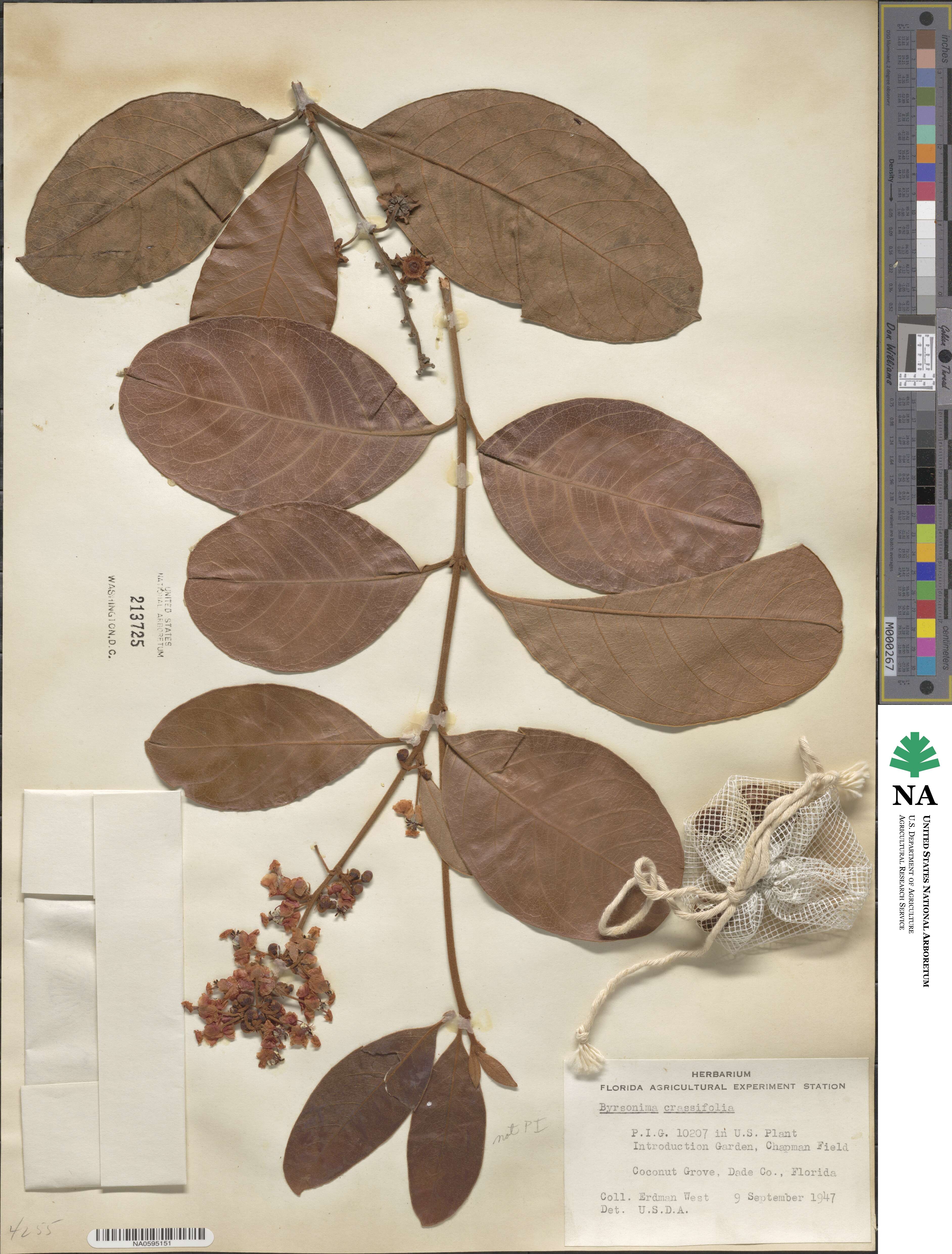 Byrsonima crassifolia image