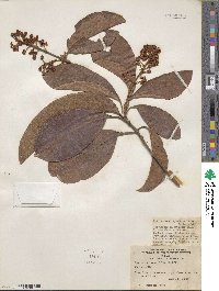 Byrsonima crassifolia image