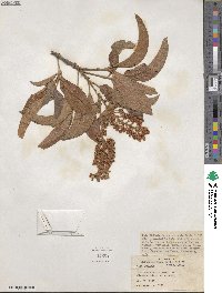 Byrsonima crassifolia image