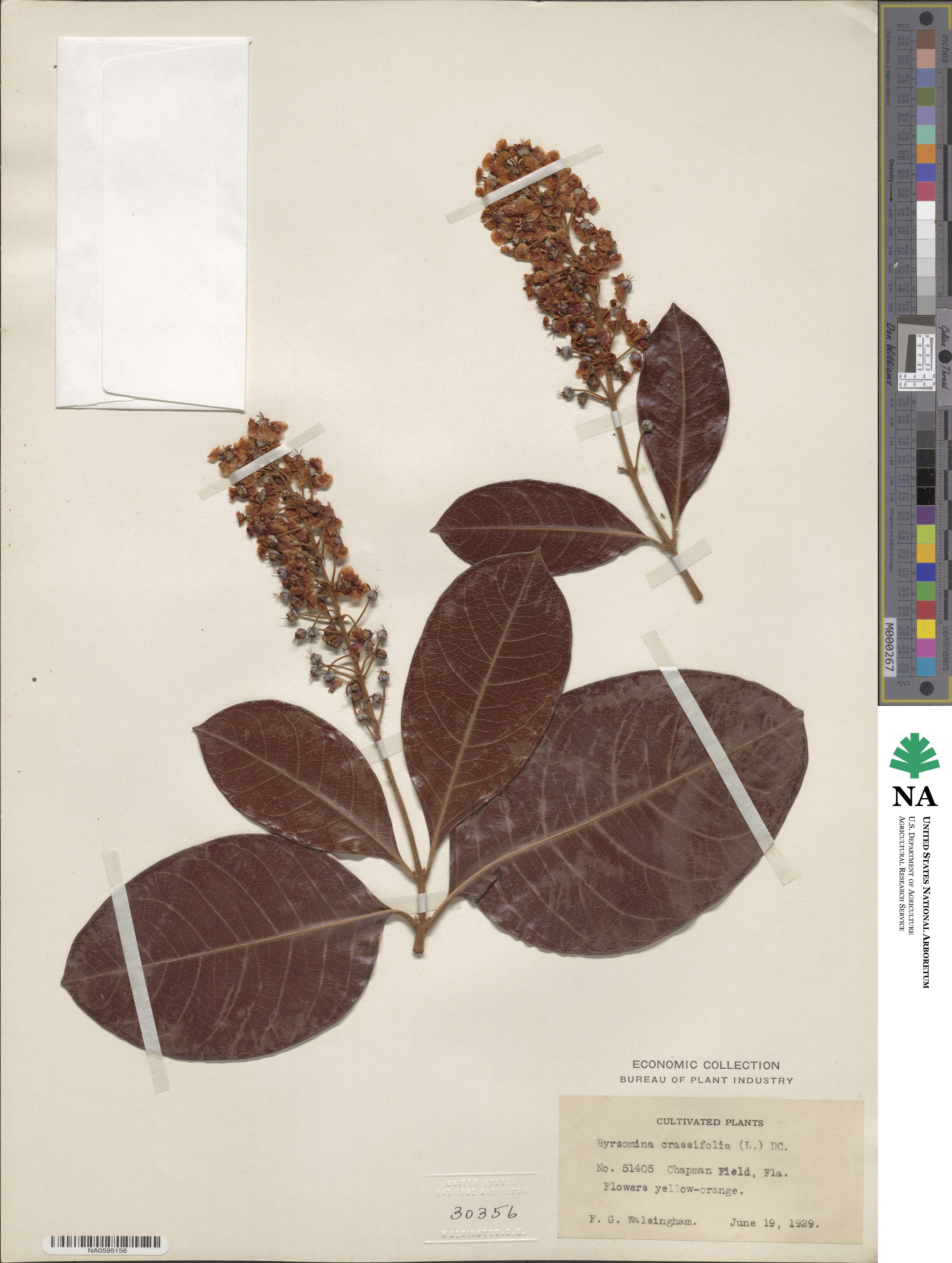 Byrsonima crassifolia image