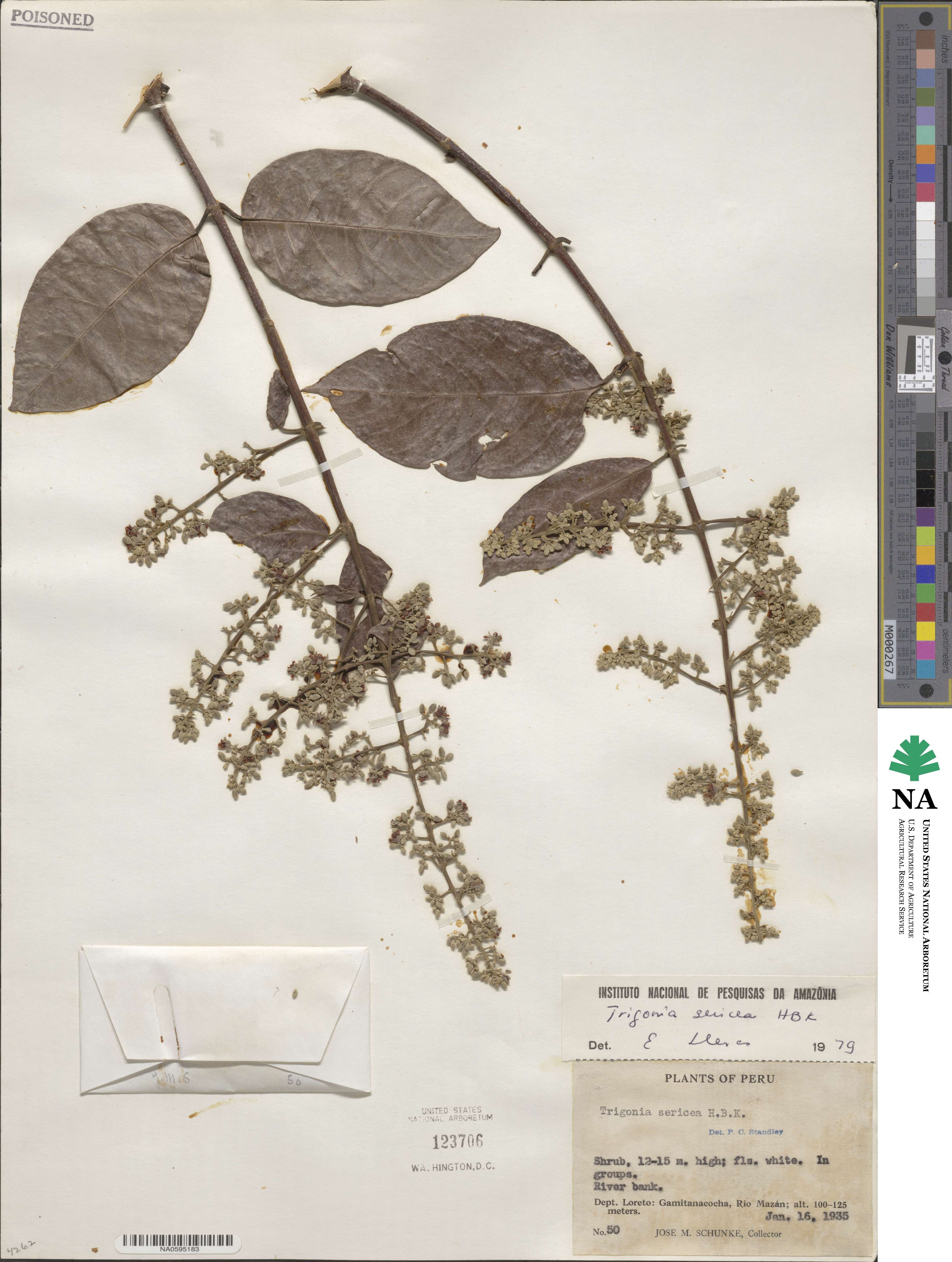 Trigoniaceae image