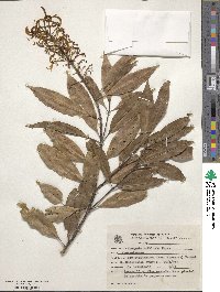 Vochysia bifalcata image