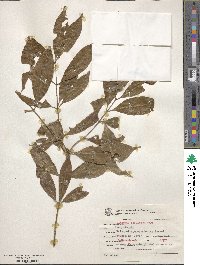 Vochysia bifalcata image