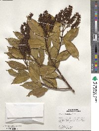 Vochysia ferruginea image