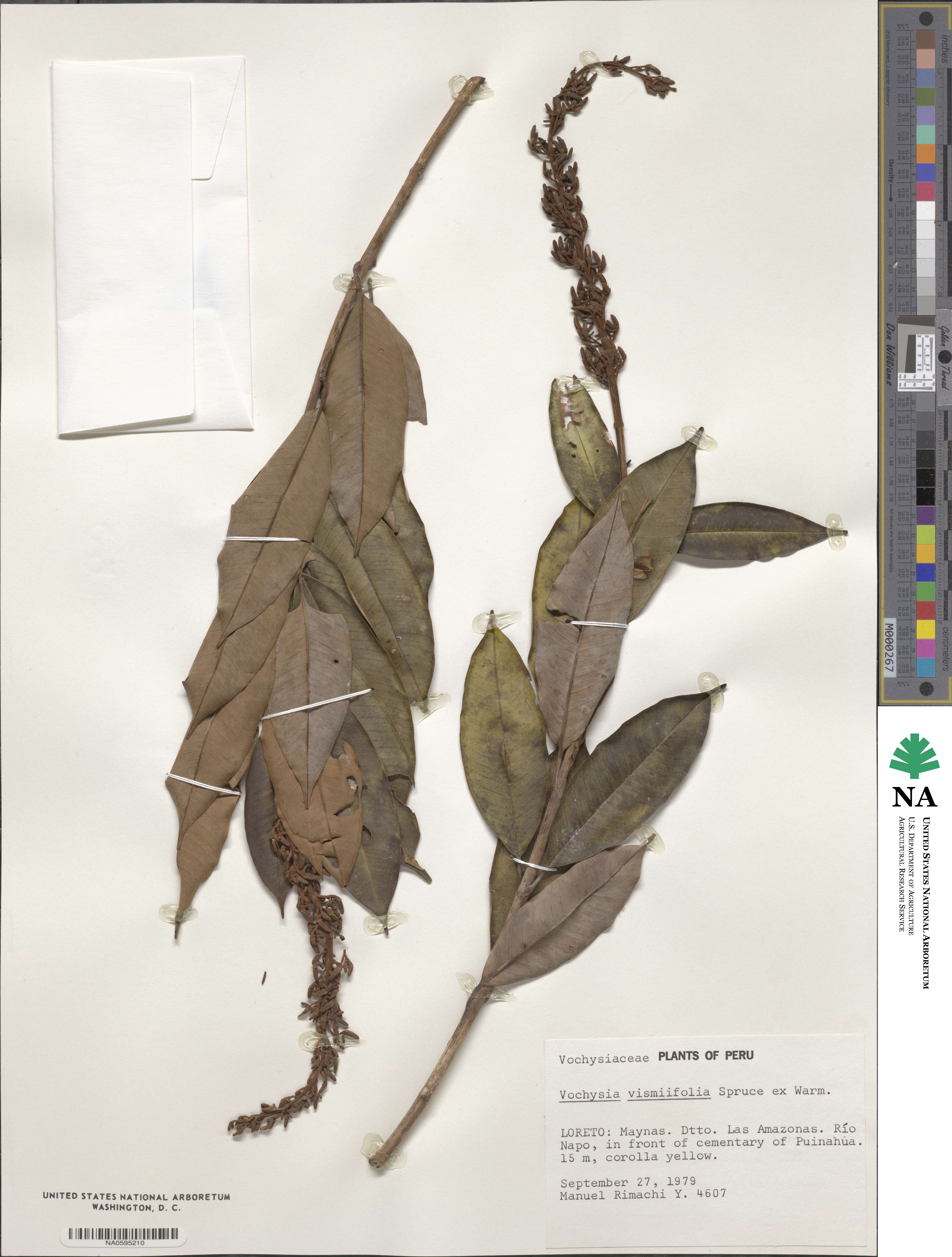 Vochysia vismiifolia image