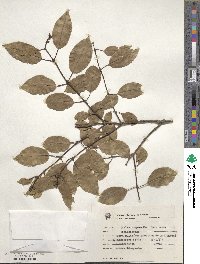 Image of Qualea cryptantha