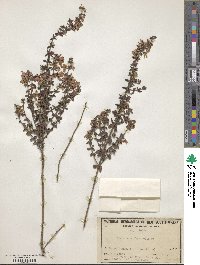 Image of Tetratheca thymifolia