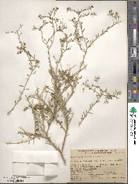 Rhinotropis acanthoclada image