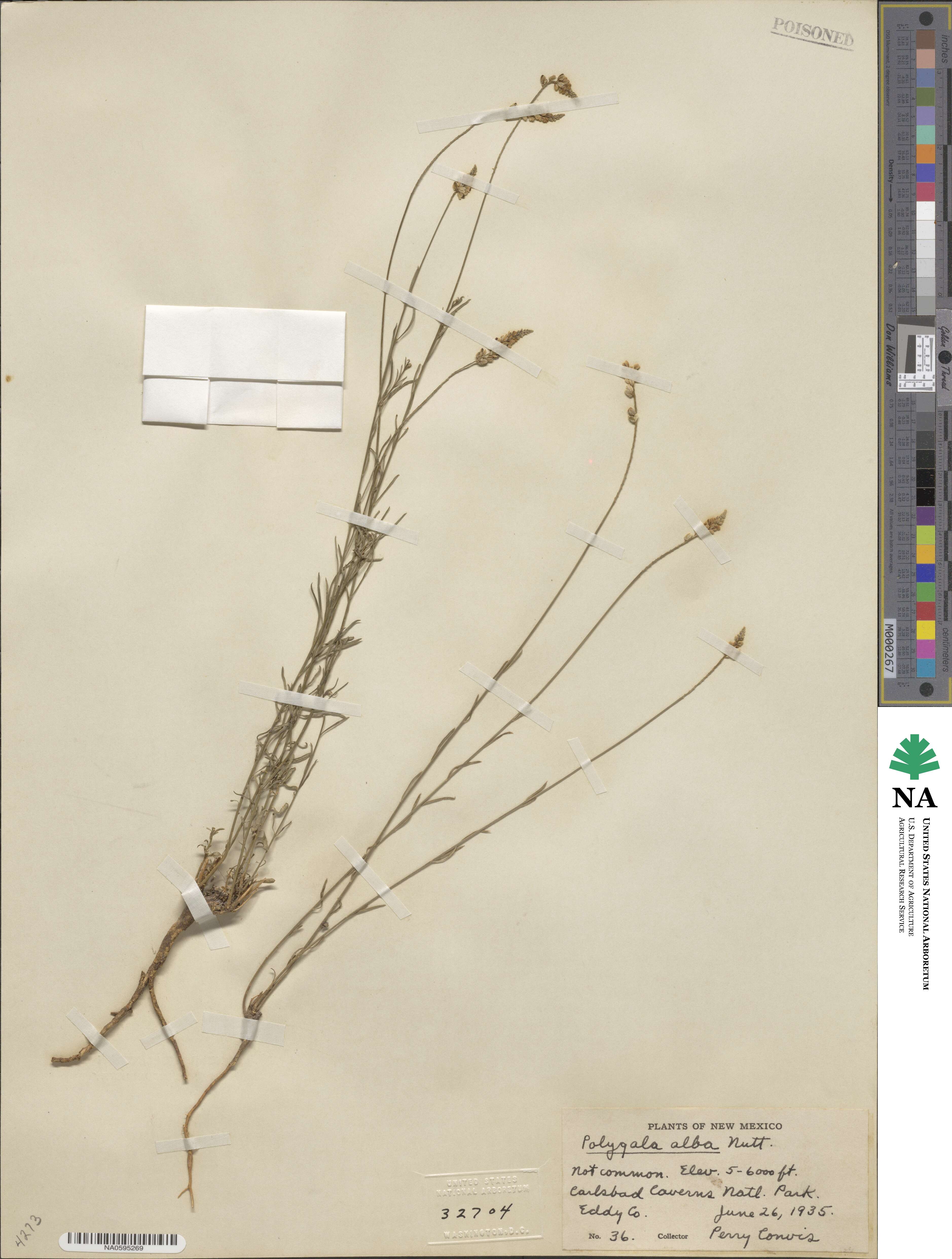 Polygala alba image