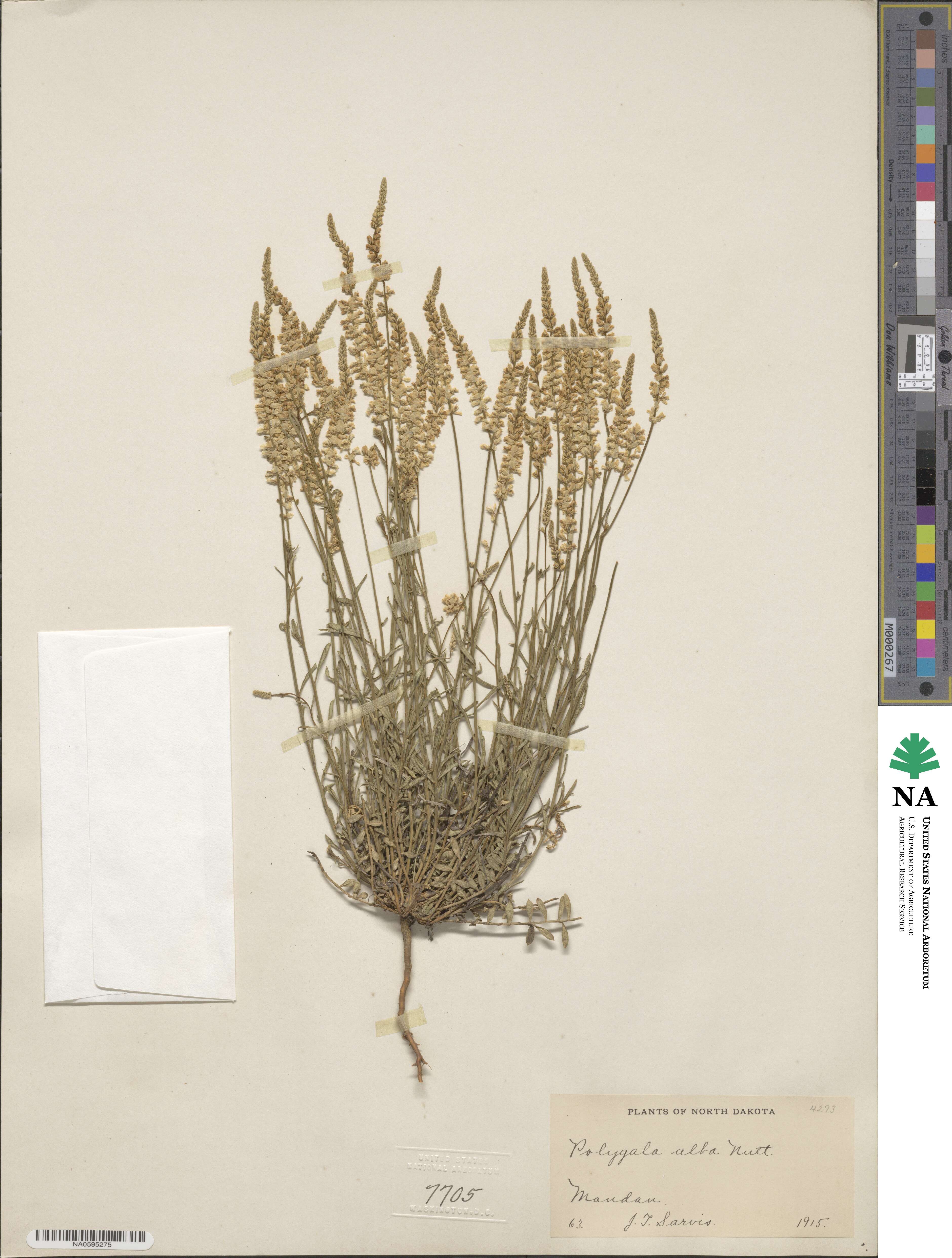 Polygala alba image