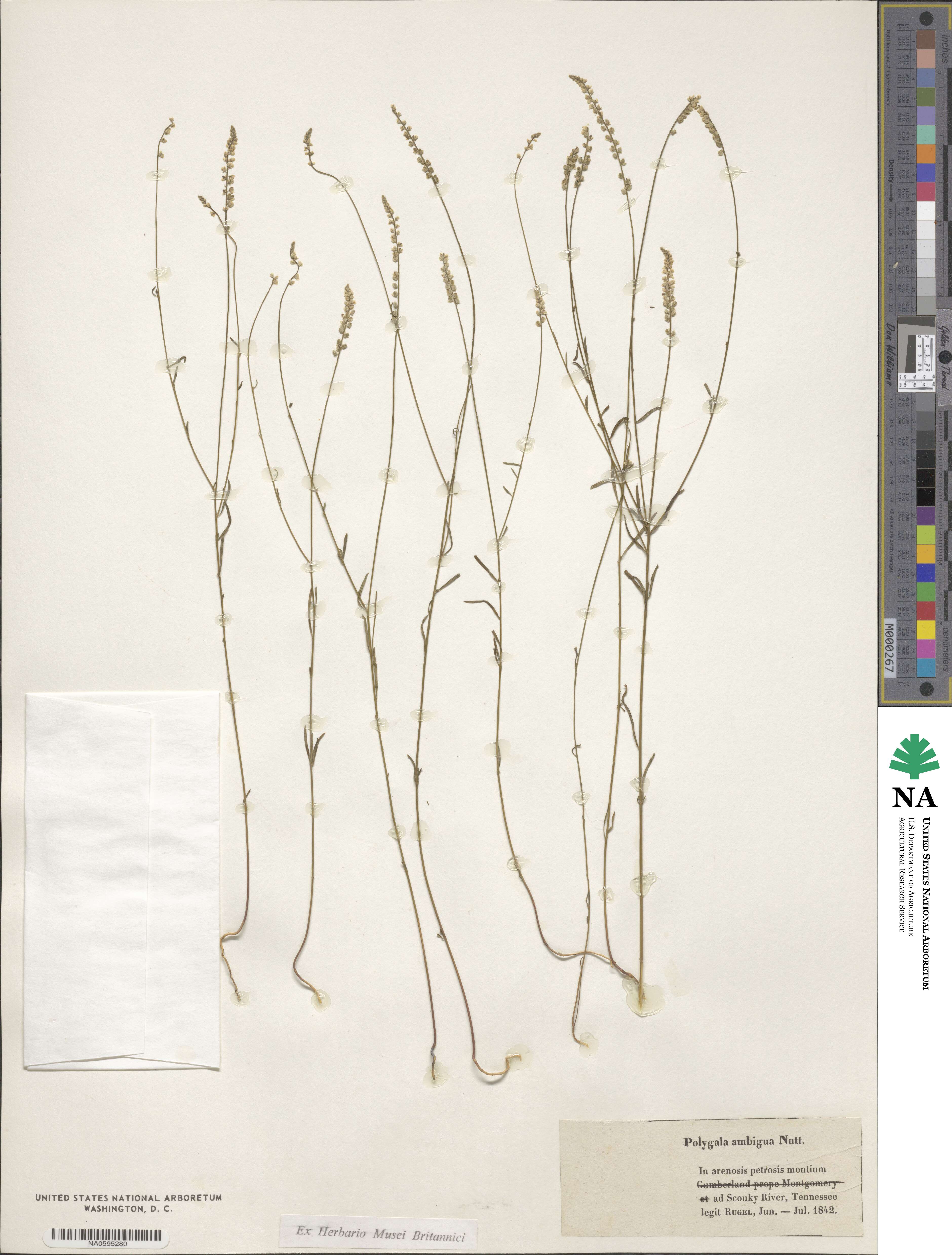 Polygala ambigua image