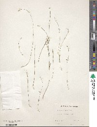 Polygala ambigua image