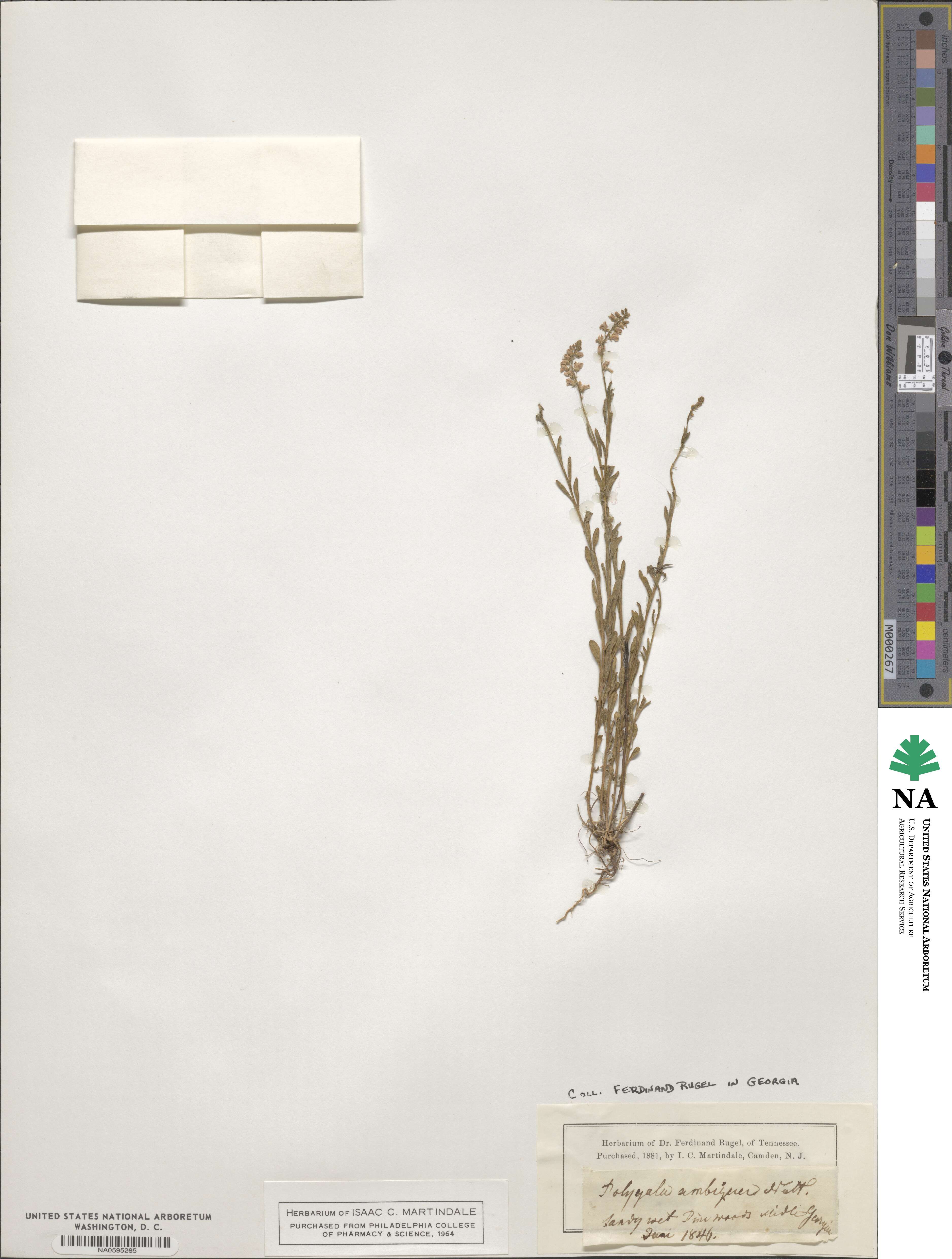 Polygala ambigua image